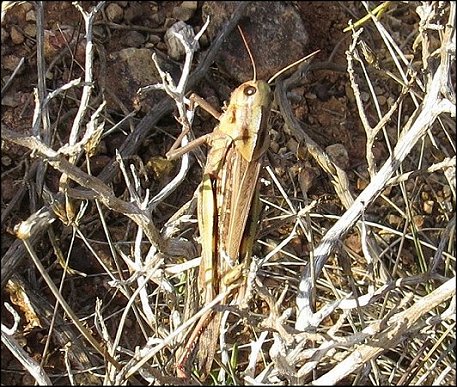 Lccusta migratoria 8