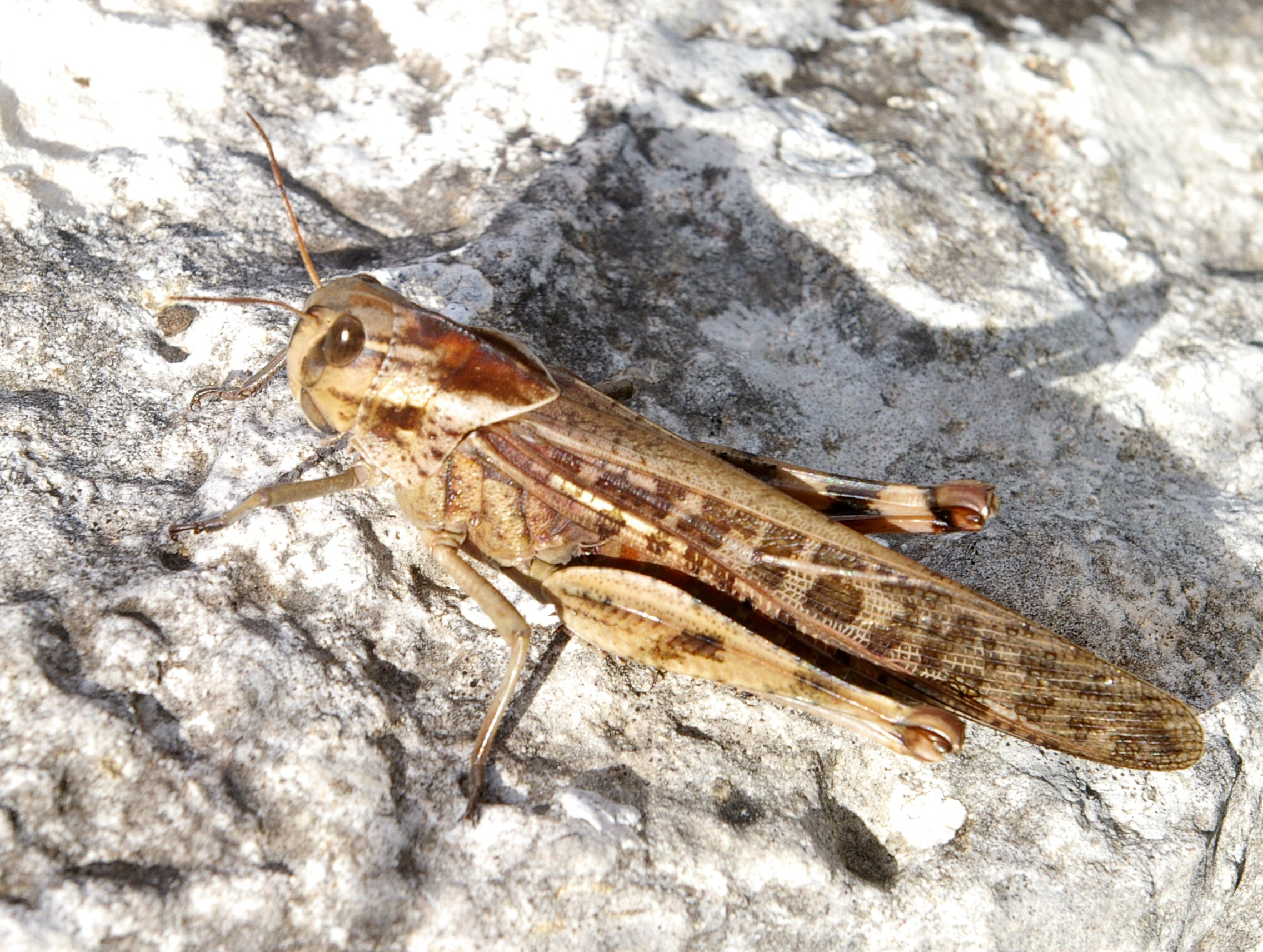 Locusta migratoria Puech Olive