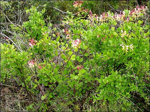 Lonicera etrusca 1
