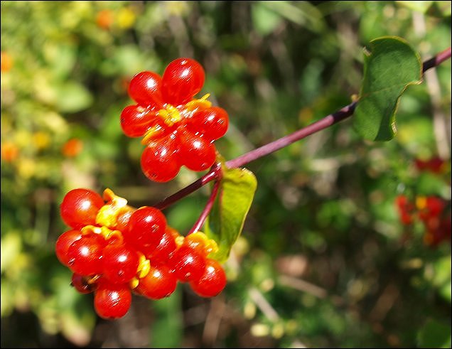 Lonicera etrusca 10