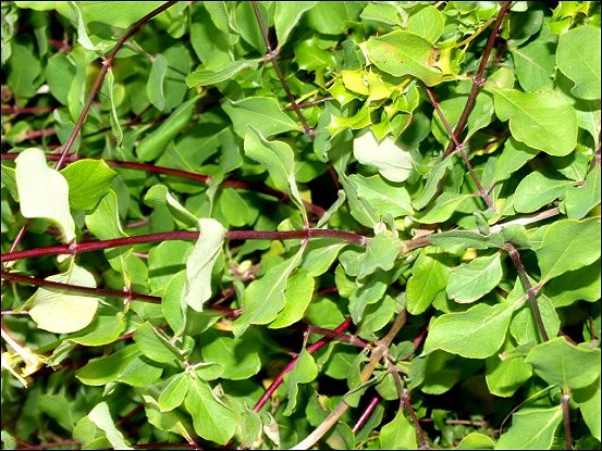 Lonicera etrusca 2