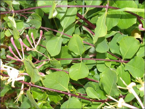 Lonicera etrusca 3