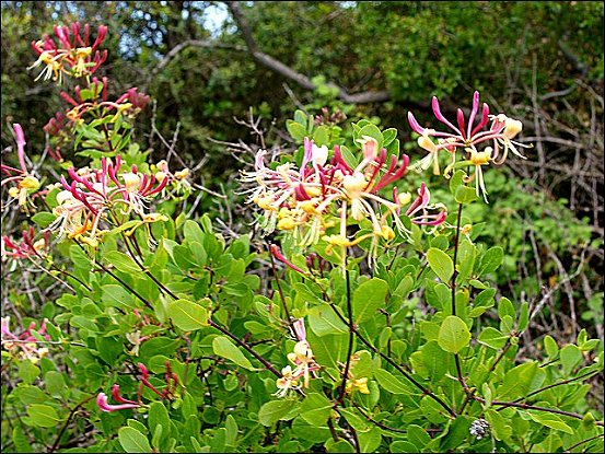 Lonicera etrusca 4