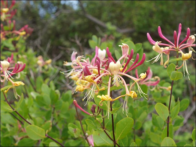 Lonicera etrusca 5