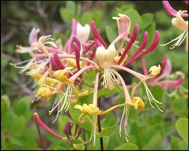 Lonicera etrusca 6