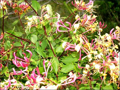 Lonicera etrusca 7