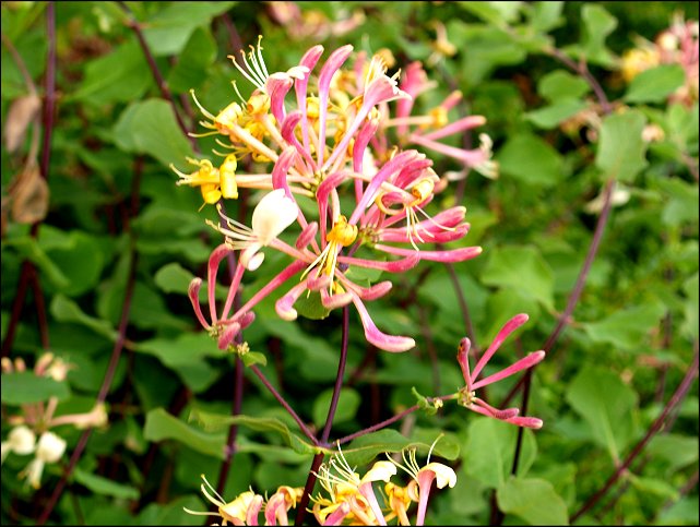 Lonicera etrusca 8
