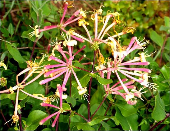 Lonicera etrusca 9