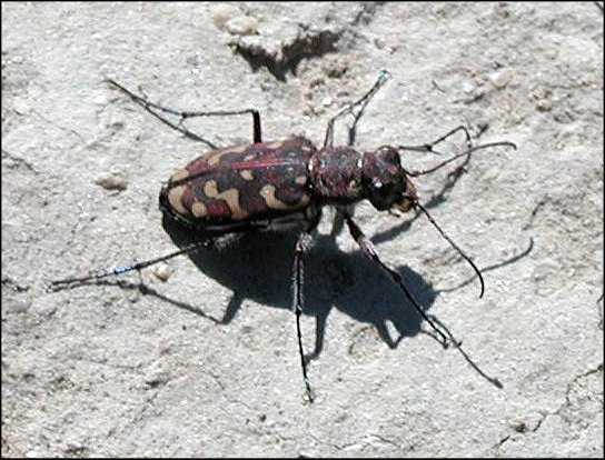 Lophyra flex. 4