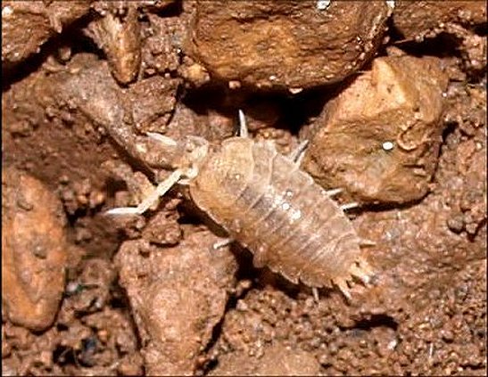 Lucasius pallidus 1