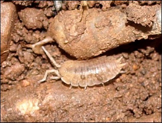 Lucasius pallidus 2