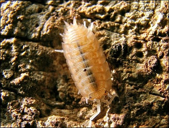 Lucasius pallidus 3
