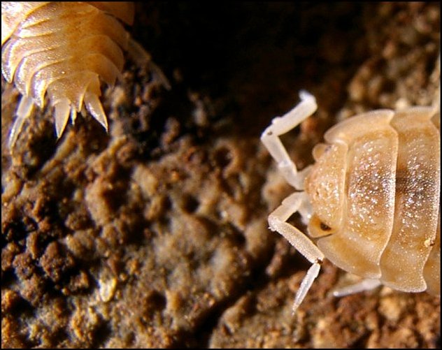 Lucasius pallidus 5