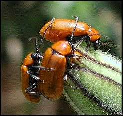 Luprus portugais