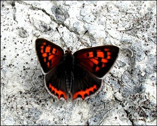 Lycaena phlaeas 1