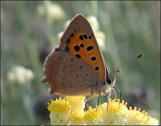 Lycaena phlaeas 10