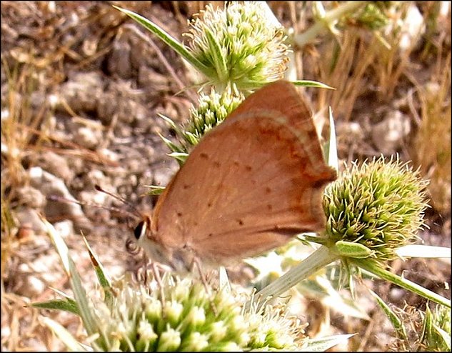 Lycaena phlaeas 11