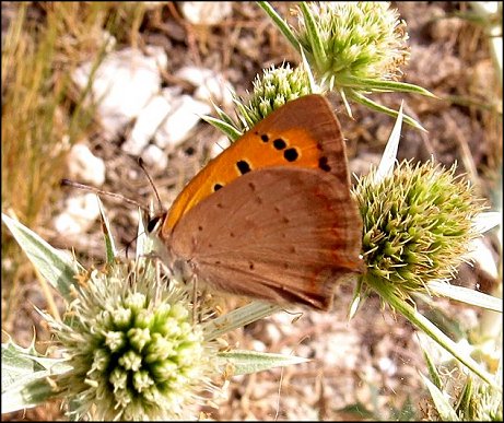 Lycaena phlaeas 12