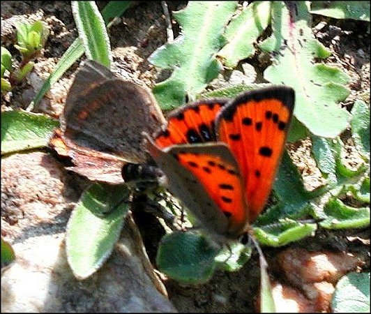 Lycaena phlaeas 13