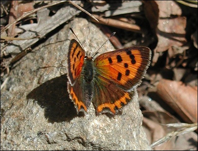 Lycaena phlaeas 2