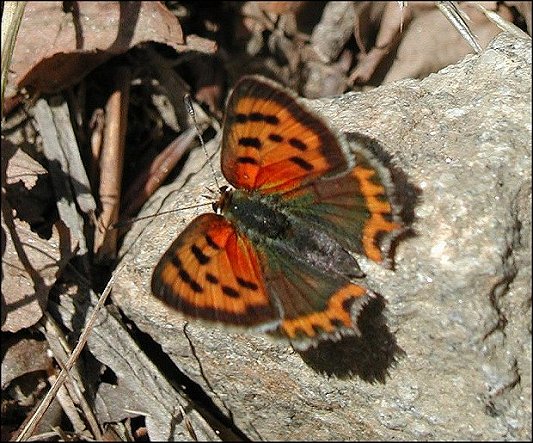 Lycaena phlaeas 3