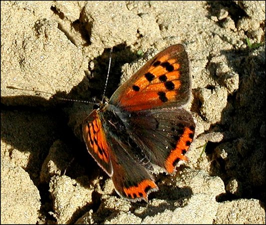 Lycaena phlaeas 4