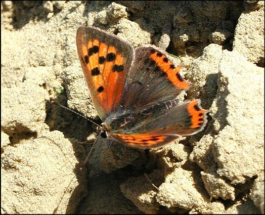 Lycaena phlaeas 5