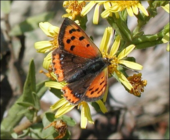Lycaena phlaeas 6