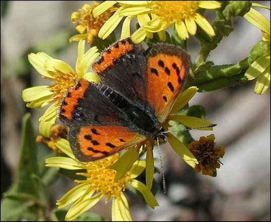 Lycaena phlaeas 7