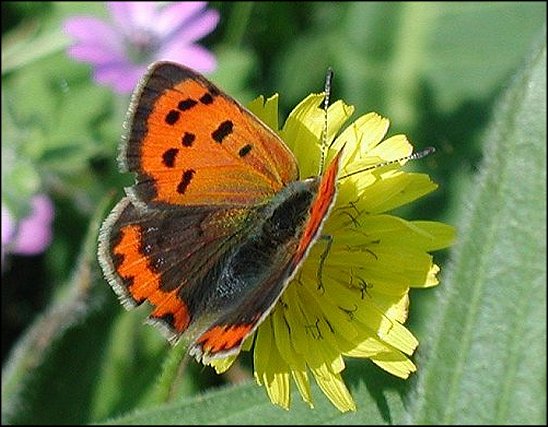Lycaena phlaeas 8