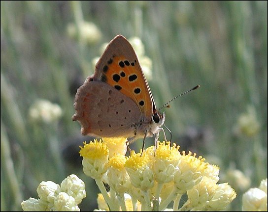 Lycaena phlaeas 9