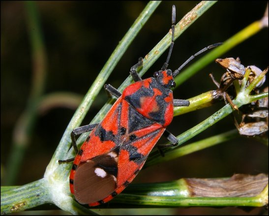 Lygaeus pandurus 1