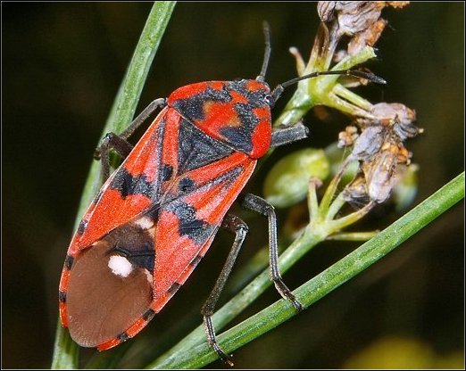 Lygaeus pandurus 2