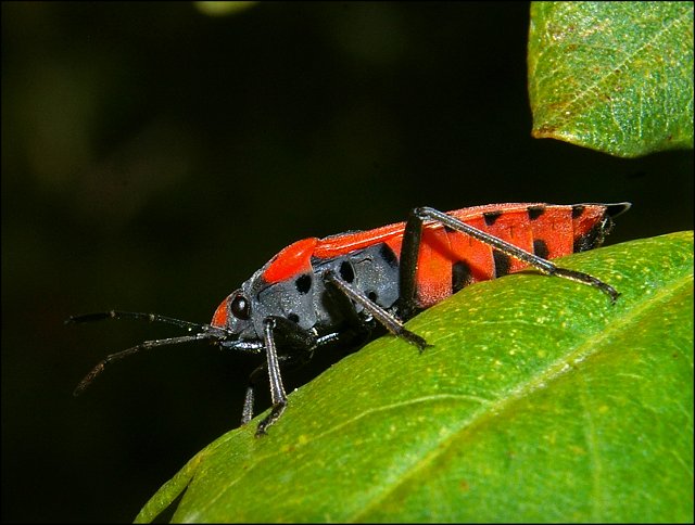 Lygaeus pandurus 3