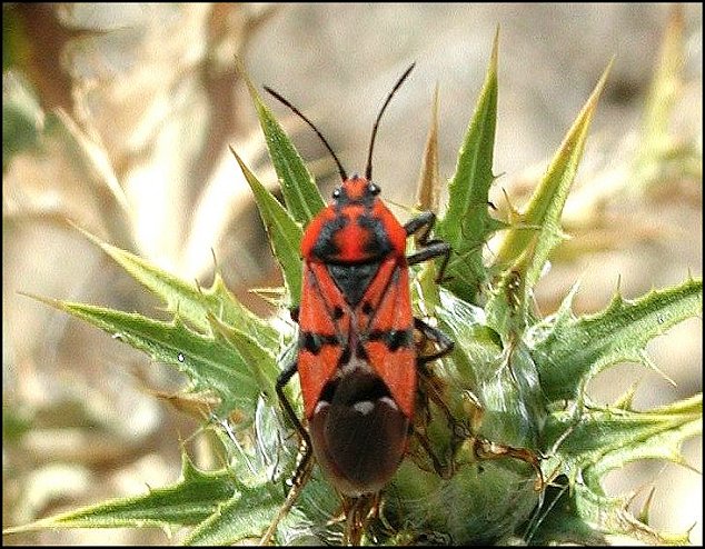 Lygaeus pandurus 4