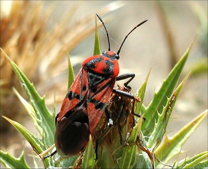 Lygaeus pandurus 5
