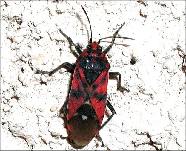 Lygaeus pandurus 6