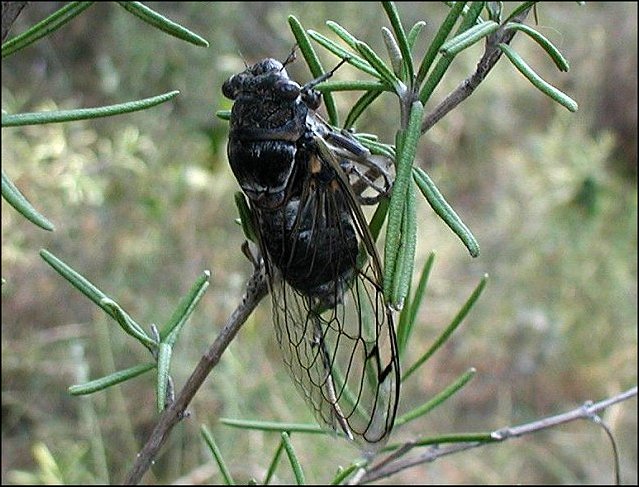 Lyristes plebejus 1