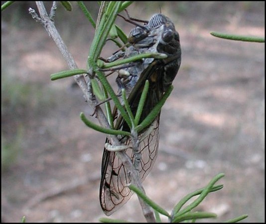 Lyristes plebejus 2