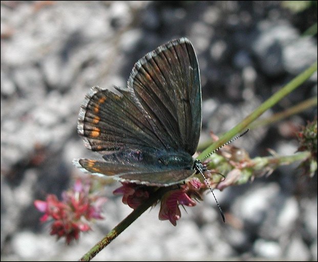 Lysandra hispana 1