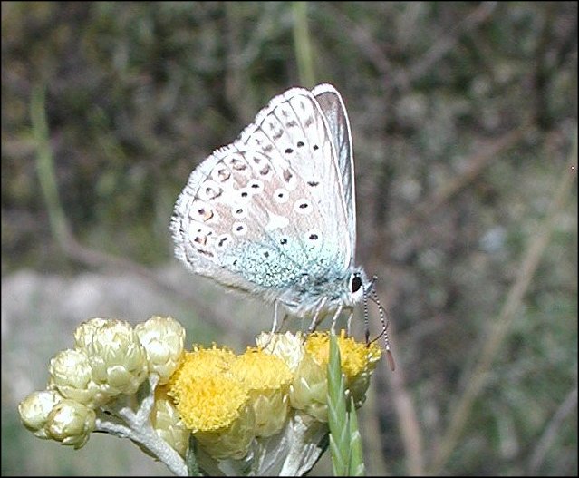 Lysandra hispana 6