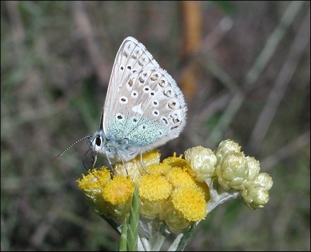 Lysandra hispana 7