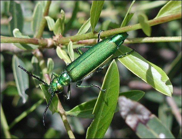 Lytta vesicatoria 1