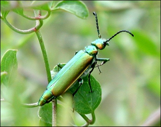 Lytta vesicatoria 2