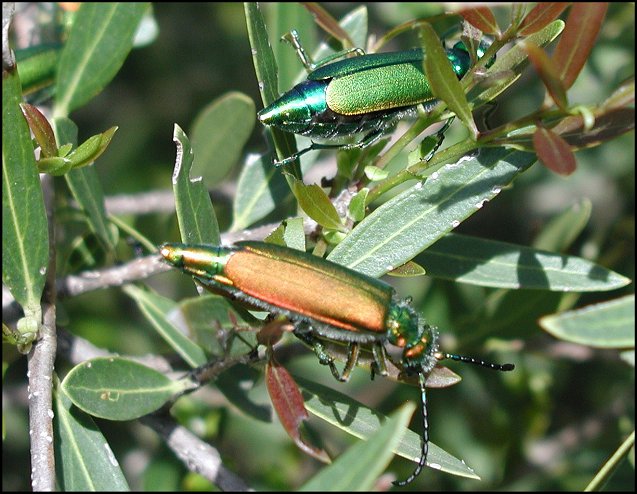 Lytta vesicatoria 3