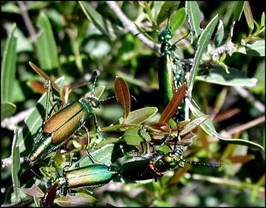 Lytta vesicatoria 4