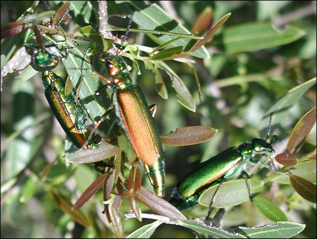 Lytta vesicatoria 5