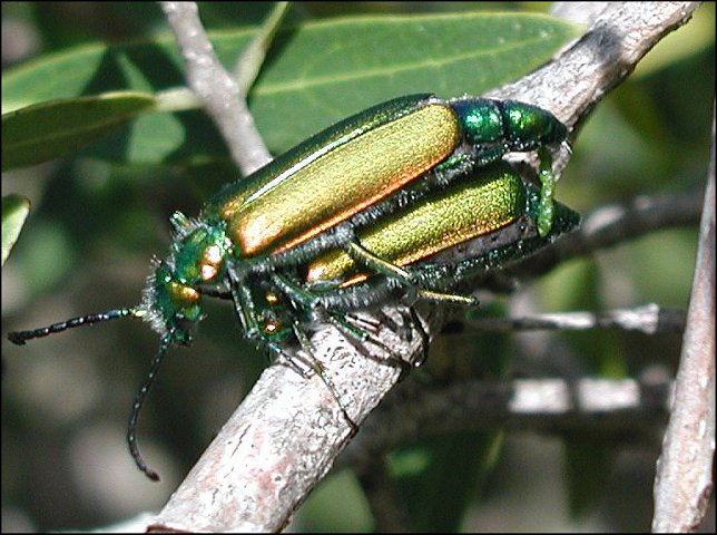 Lytta vesicatoria 6