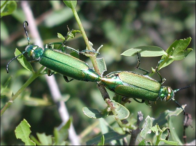 Lytta vesicatoria 7