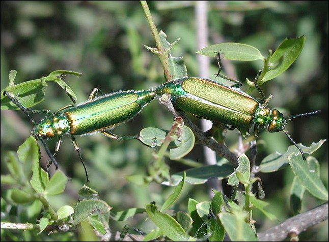 Lytta vesicatoria 8